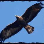 aquila