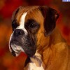 grandi_cani_6